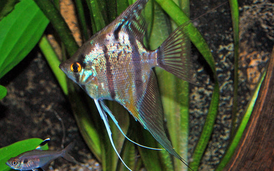 Skalar Rio Nanay – Pterophyllum scalare | Edle Wildform aus dem peruanischen Amazonas