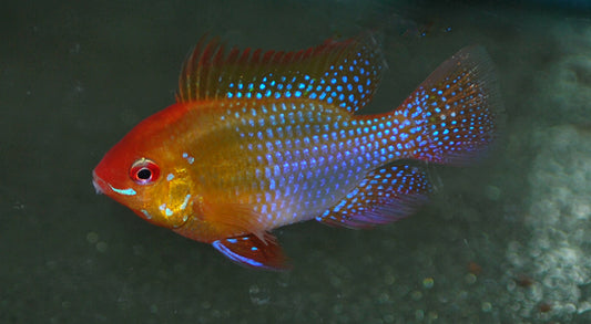 Schmetterlingsbuntbarsch Gold – Mikrogeophagus ramirezi ‘Gold’ | Friedlicher, leuchtend goldener Zwergbuntbarsch