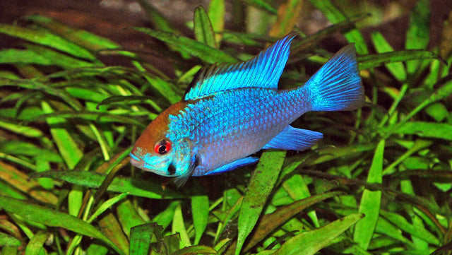 Schmetterlingsbuntbarsch Electric Blue – Mikrogeophagus ramirezi ‘Electric Blue’ | Intensiv leuchtender, friedlicher Zwergbuntbarsch