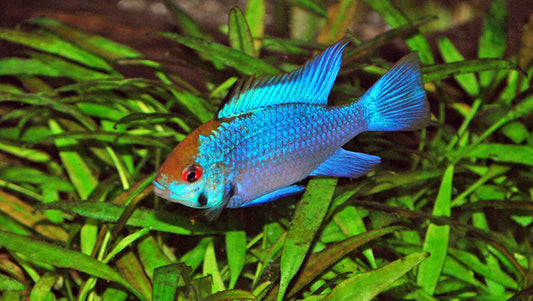 Schmetterlingsbuntbarsch Electric Blue – Mikrogeophagus ramirezi ‘Electric Blue’ | Intensiv leuchtender, friedlicher Zwergbuntbarsch