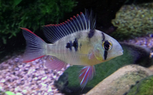 Bolivianischer Schmetterlingsbuntbarsch – Mikrogeophagus altispinosus | Friedlicher, robuster Zwergbuntbarsch für Gesellschaftsbecken