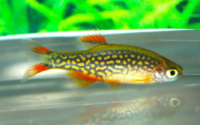 Galaxy Rasbora – Danio margaritatus L 1,7–2 cm | Farbenprächtiger Nano-Fisch