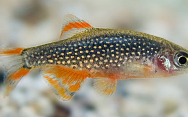 Galaxy Rasbora – Danio margaritatus L 1,7–2 cm | Farbenprächtiger Nano-Fisch