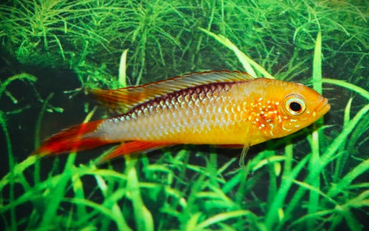 Agassiz Zwergbuntbarsch Fire Fish – Apistogramma agassizii ‘Fire Fish’ | Leuchtend roter, friedlicher Zwergbuntbarsch