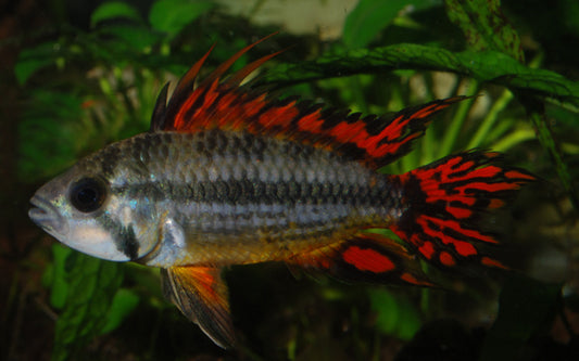 Cacatuoides Zwergbuntbarsch Double Red – Apistogramma cacatuoides ‘Double Red’ | Farbenprächtiger, robuster Südamerika-Cichlide