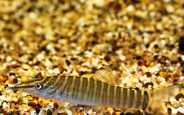 Tigerschmerle – Syncrossus hymenophysa | Aktiver Wildfang mit markanter Tigerzeichnung & ausgeprägtem Sozialverhalten