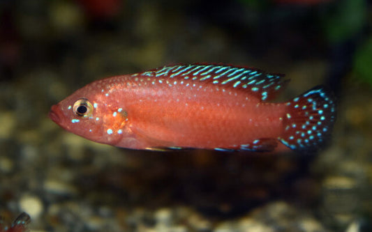 Roter Turkana-Buntbarsch – Rubricatochromis exsul | Farbintensiver, friedlicher Ostafrikaner