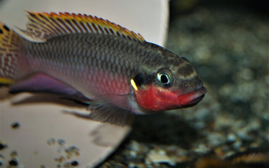 Smaragdprachtbarsch Nigeria Rot – Pelvicachromis taeniatus ‘Nigeria Red’ | Farbenprächtiger, friedlicher Zwergbuntbarsch