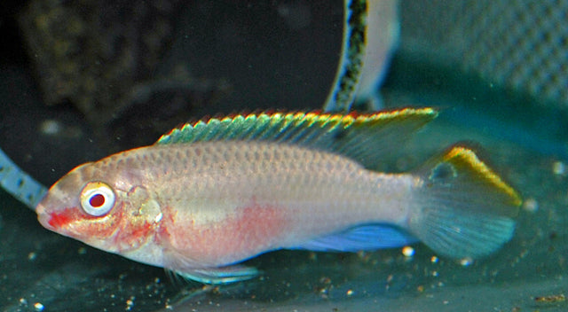 Purpurprachtbarsch Albino – Pelvicachromis pulcher ‘Albino’ | Friedlicher, farbenprächtiger Zwergbuntbarsch