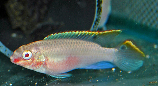 Purpurprachtbarsch Albino – Pelvicachromis pulcher ‘Albino’ | Friedlicher, farbenprächtiger Zwergbuntbarsch