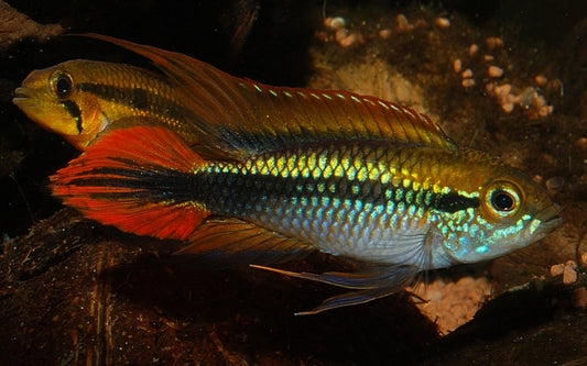 Agassiz Zwergbuntbarsch Double Red – Apistogramma agassizii ‘Double Red’ | Farbenprächtiger, friedlicher Südamerika-Cichlide