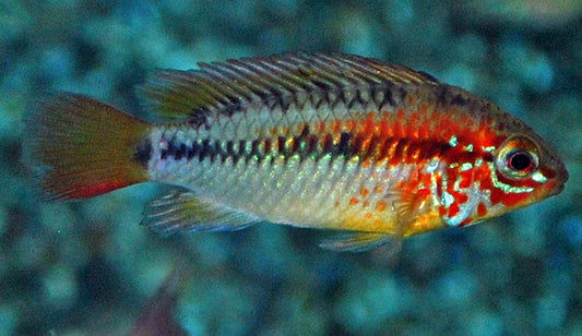Schwarzkehl Zwergbuntbarsch – Apistogramma viejita | Farbenprächtiger, friedlicher Südamerika-Zwergbuntbarsch