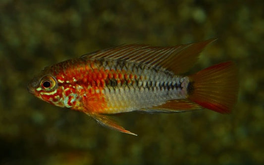 Rotflossen Zwergbuntbarsch – Apistogramma macmasteri | Farbenprächtiger, friedlicher Südamerika-Zwergbuntbarsch