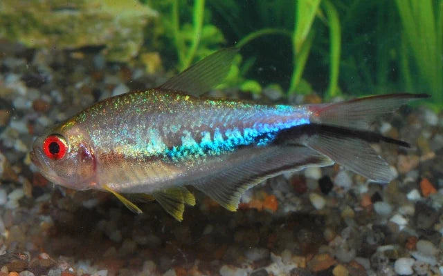 Regenbogensalmler Wildfang (Nematobrycon lacortei) – Sparset 10 Stück