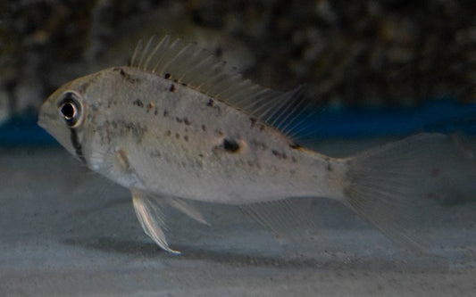 Wavrins Buntbarsch – Biotodoma wavrini | Eleganter, friedlicher Geophagus-Verwandter (Wildfang)