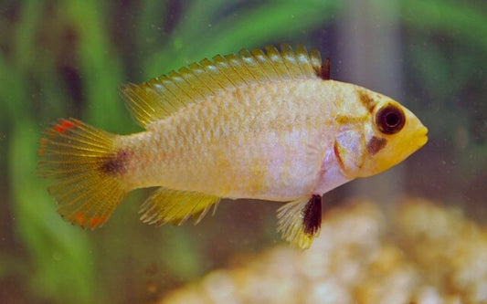 Panduros Zwergbuntbarsch – Apistogramma panduro | Farbenprächtiger, friedlicher Südamerika-Zwergbuntbarsch