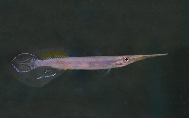Halbschnäbler Pogonognathus – Hemirhamphodon pogonognathus | Seltener Wildfang aus Borneo