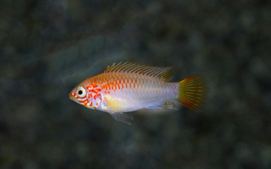 Schwarzkehl Zwergbuntbarsch Gold – Apistogramma viejita ‘Gold’ | Friedlicher, farbintensiver Südamerika-Zwergbuntbarsch