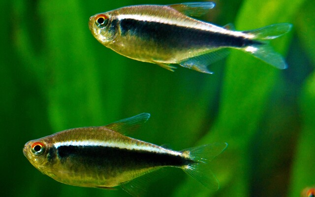 Schwarzer Neon – Hyphessobrycon herbertaxelrodi | Robuster Zierfisch 1,5-2cm