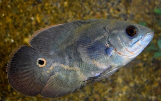Pfauenaugen-Buntbarsch – Astronotus ocellatus | Farbenprächtiger, intelligenter Südamerika-Cichlide (Wildfang)