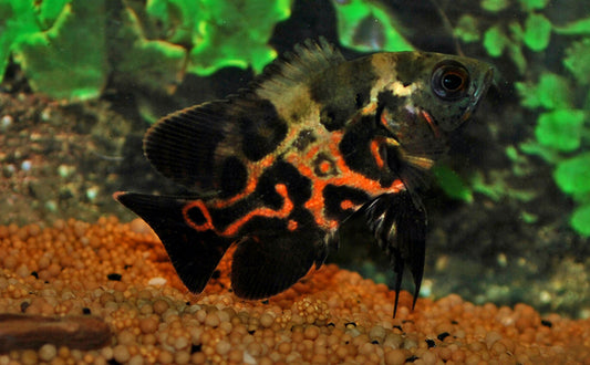Pfauenaugen-Buntbarsch – Astronotus ocellatus | Farbenprächtiger, intelligenter Südamerika-Cichlide