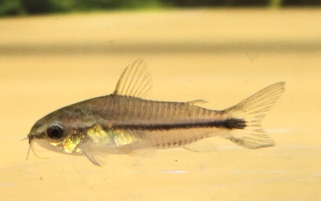 Zwergpanzerwels – Corydoras pygmaeus | Winziger Wildfang mit lebhaftem Schwarmverhalten & friedlichem Wesen
