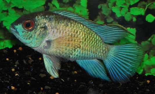 Stahlblauer Buntbarsch – Andinoacara pulcher ‘Electric Blue’ | Leuchtend blauer Südamerika-Cichlide
