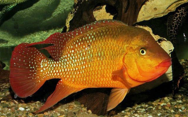 Roter Ecuadorbuntbarsch – Mesoheros festae | Majestätischer, farbintensiver Mittelamerika-Cichlide