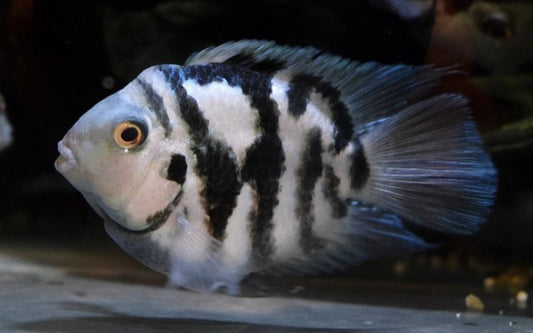 Zebrabuntbarsch Coral Blue – Amatitlania nigrofasciata ‘Coral Blue’ | Farbintensiver Mittelamerika-Cichlide