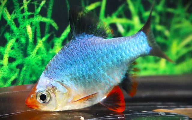 Sumatrabarbe Kobalt – Puntigrus tetrazona Cobalt L 5–6 cm | Intensiv blaue Zuchtform mit lebhaftem Charakter
