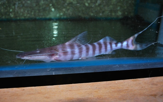 Zebraspatelwels - Brachyplatystoma tigrinum WF 15-18cm