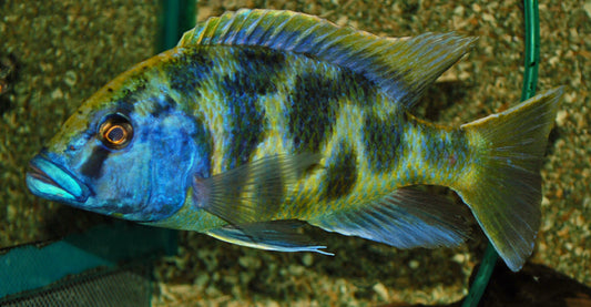 Goldstirn-Maulbrüter – Nimbochromis venustus | Majestätischer, groß werdender Malawi-Cichlide