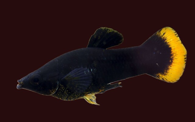 Black Molly Orangefarbener Schwanz – Poecilia sphenops | Schwarze Zuchtform mit leuchtendem Flossenakzent