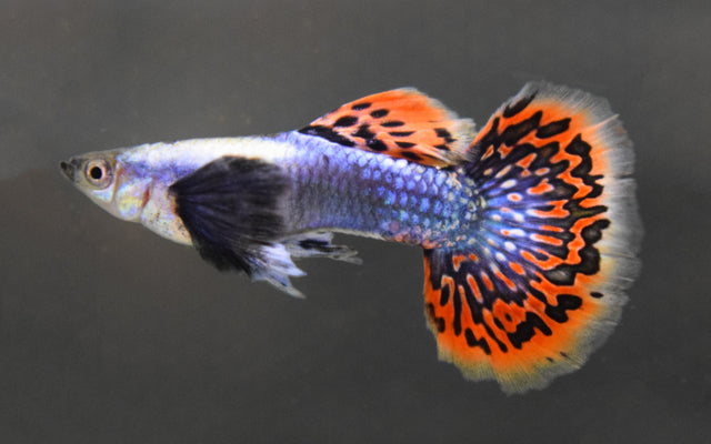 Guppy Dumbo Ear Blau Mosaic – Poecilia reticulata M 2,5–3 cm | Edle Zuchtform mit blauem Mosaikmuster