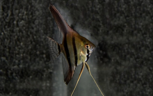 Skalar Dantum – Pterophyllum scalare | Seltene, silbrig schimmernde Zuchtform aus Südamerika
