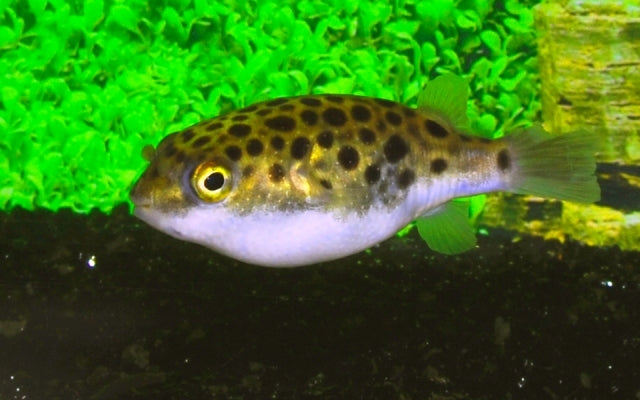 Grüner Kugelfisch (Tetraodon nigroviridis)