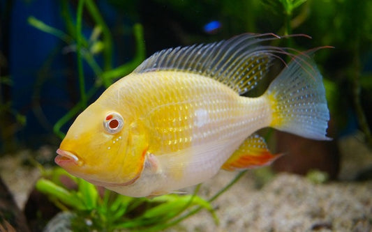 Heckels Buntbarsch Albino – Acarichthys heckelii ‘Albino’ | Seltene, leuchtende Südamerika-Cichliden-Variante