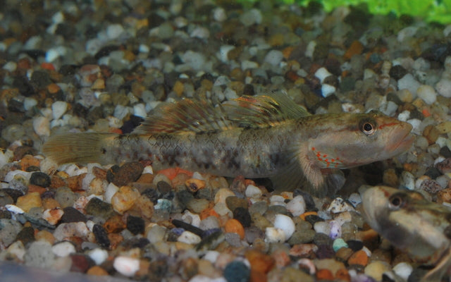 Weißwangengrundel – Rhinogobius duospilus | Friedlicher Wildfang mit kontrastreicher Kopfzeichnung & spannendem Verhalten