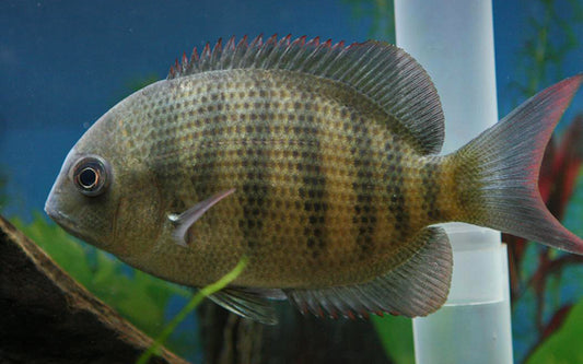 Rotstrichdamba – Paretroplus menarambo | Seltener, friedlicher Madagaskar-Buntbarsch