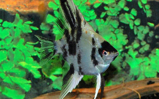 Skalar Koi – Pterophyllum scalare | Beliebte Zuchtform mit leuchtend orange-weißer Färbung
