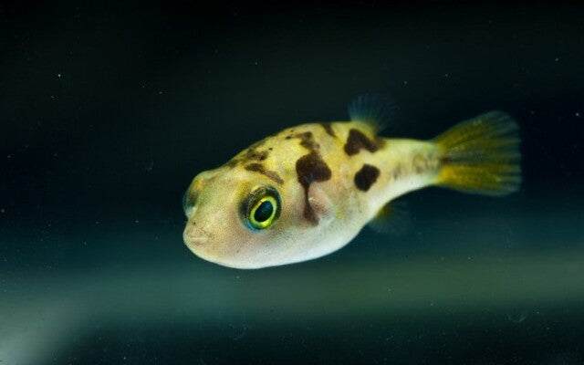 Erbsenkugelfisch (Carinotetraodon travancoricus)