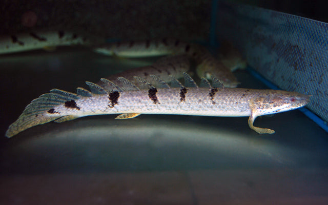 Zaire-Flösselhecht (Polypterus delhezi)