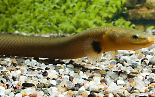 Flösselaal (Erpetoichthys calabaricus)