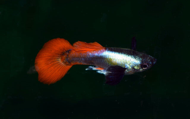 Guppy Dumbo Ear Platinum Red – Poecilia reticulata Dumbo Ear M 2,5–3 cm | Edle Zuchtform mit roten Flossen und Platin-Schimmer