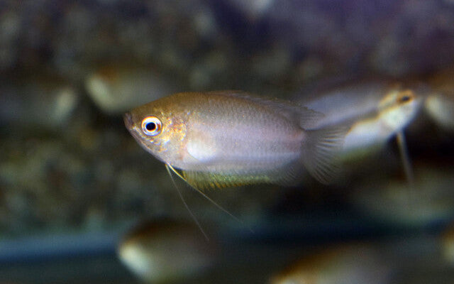 Honiggurami – Trichogaster chuna Wildfang | Friedlicher Labyrinthfisch mit goldgelber Färbung und ruhigem Wesen