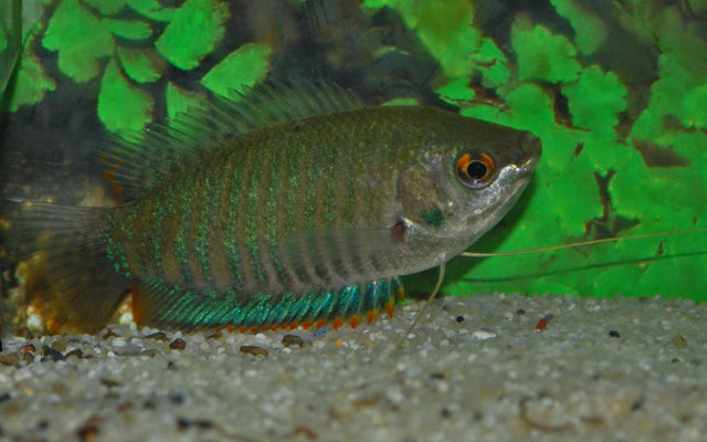 Gestreifter Fadenfisch – Trichogaster fasciata Wildfang | Ruhiger Labyrinthfisch mit markanter Streifenzeichnung
