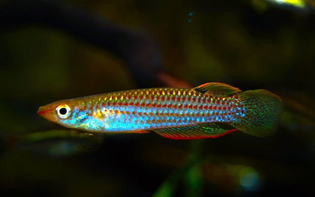 Madras Hechtling – Aplocheilus blockii | Seltener Wildfang aus Indien mit natürlicher Zeichnung