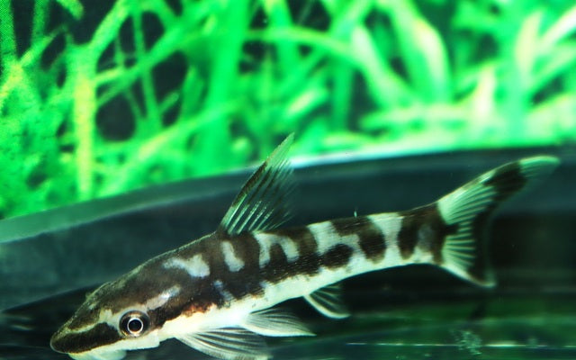 Zebra-Ohrgitterharnischwels (Otocinclus cocama)
