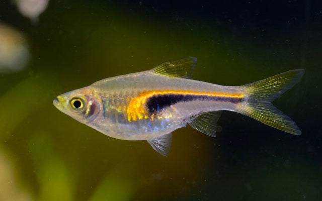 Keilfleckbärbling hengeli Wildfang – Trigonostigma hengeli M 1,5–2 cm | Seltene Rarität aus Südostasien