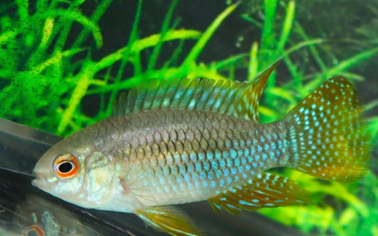 Blauer Tüpfelbuntbarsch – Laetacara curviceps | Friedlicher, farbenfroher Südamerika-Buntbarsch